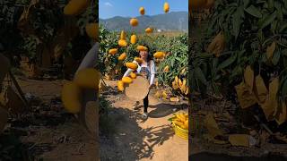 Sweet mango harvest activities in rural agriculture mango farming 2024 fruit [upl. by Gnehc]