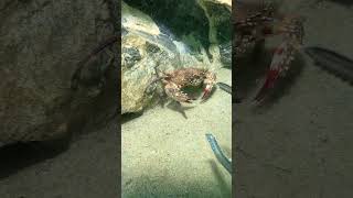 Diving and catching the sea I encountered red crabs and stone crabs [upl. by Fredella583]