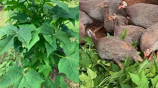 Chaya Cnidoscolus aconitifolius for guinea fowl [upl. by Matilde]