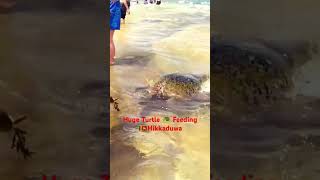 Huge turtle feeding srilanka hikkaduwa travel tourism natuerlifemusics2 yalasafari induruwa [upl. by Hillhouse196]