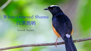 beautiful song  Whitecrowned Shama 白顶鹊鸲 [upl. by Ahsemac92]