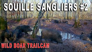 Souilles sangliers avec gros mâles 2  Wild boar trailcam 2 [upl. by Kellina]