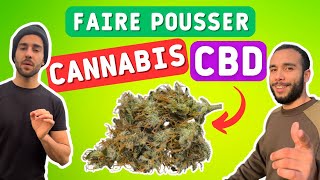 CULTIVER DU CBD EN FRANCE  1 LE PLAN [upl. by Rolat]