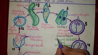 Life cycle of Monocystis  Bsc 1st year  Paper1st zoology  Ashna Siddiqui [upl. by Nallaf]