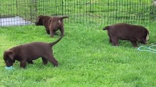 Chocolate Lab Puppies For Sale [upl. by Ivo409]