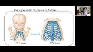 Embriologia sistema esqueletico e muscular [upl. by Dam202]