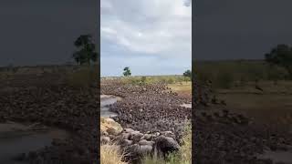 📍migration serengeti River 🇹🇿 gotravelyourway wildlife monkeysseenthroughoureyes izitravel [upl. by Akirdnahs]