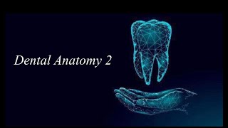 Periodontal Ligament PDL [upl. by Eleanor205]