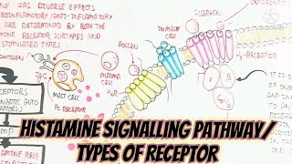 Histamine Signalling PathwayTypes Of ReceptorInnate Immunity umerfarooqbiology7083 [upl. by Ruddie]