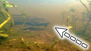 Pleco Catfish Invading Florida Hypostomus plecostomus [upl. by Issiah]