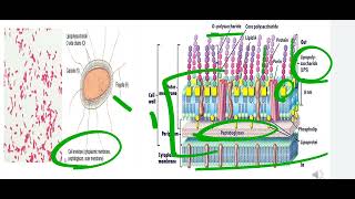 Medical Microbiology Gram negative rodslec6 [upl. by Murry321]