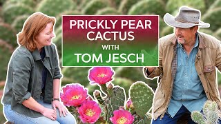 Prickly Pear Opuntia with Cactus Expert Tom Jesch [upl. by Lirrad]