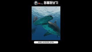 어류  6 귀상어 Hammerhead shark [upl. by Airemat]