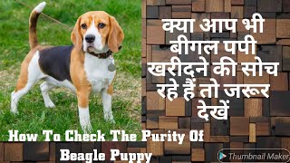 Cute and Adorable Beagle Puppy  Beagle Dog Purity  Beagle Price In India [upl. by Dierolf]