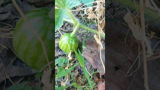 Showing Off My Watermelons First Time Planting it shorts watermelon gardening fruit [upl. by Floss]