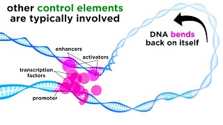 Regulation of Gene Expression Operons Epigenetics and Transcription Factors [upl. by Narih]