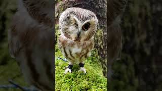 Where to find Northern Sawwhet Owls [upl. by Enelad]