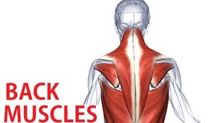 Back Muscles Anatomy  Trapezius Latissimus Rhomboid Anatomy [upl. by Irrek]