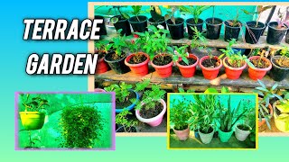 easy terrace garden ideas  how to decorate your garden  how to organise terrace garden [upl. by Yllaw]