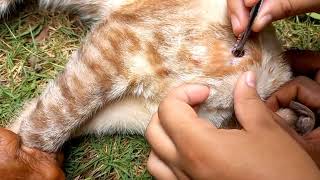 BERNE EM GATO  FOMOS RETIRAR BERNES DO GATO DA NOSSA VIZINHA  REMÉDIOS NATURAIS EM ANIMAIS [upl. by Adnohr]