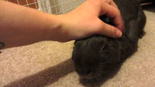 1 Bunny 5 Skinny Pigs and Some Very Cute Moments Watch Till The End [upl. by Senga]