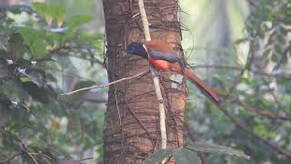 Malabar Trogon  Harpactes fasciatus [upl. by Nolyad]