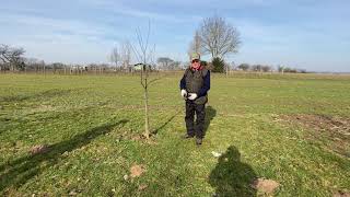 Prunier Stanley demitige Taille d’hiver février 2021 Association fruitière de Haguenau et env [upl. by Kelson]