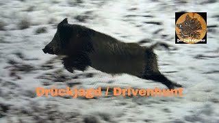 Drückjagd  Driven Hunt HD 1080p [upl. by Schear948]