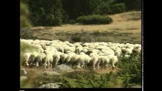 transhumance ovine [upl. by Athal]