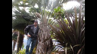 Pindo Palm tree after 25 years in the North Pacific [upl. by Mailliw]