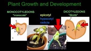 Plant Growth and Development [upl. by Williams]