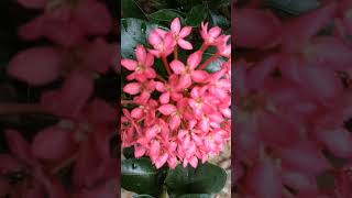 Ixora coccinea Jungle flame plants natureplant shortvideo 1Mviews trending [upl. by Marba]