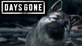 DAYS GONE  MİNİK KÖPEK  BÖLÜM 14 [upl. by Nerha876]