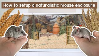 How to setup a naturalistic mouse enclosure [upl. by Hooge]