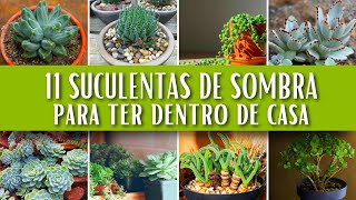 11 Lindas Suculentas de Sombra com Nomes para ter Dentro de Casa  Guia de Jardinagem [upl. by Fan136]