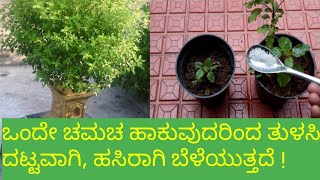 ತುಳಿಸಿ ಗಿಡ ವೇಗವಾಗಿ ಬೆಳೆಸುವ ಸುಲಭವಾದ ವಿಧಾನ  How to grow Tulsi plant  Organic Fertilizer [upl. by Eiboh190]