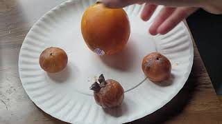 American Persimmon vs Asian Persimmon Taste Test [upl. by Atneuqal]