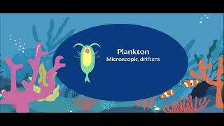 AICE Marine Science Topic 4 Exploring Water Organisms Plankton and Classification [upl. by Iaoh]