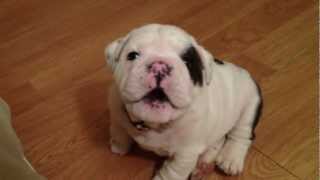 Bentley the Bulldog Puppy is fussy [upl. by Brittain]