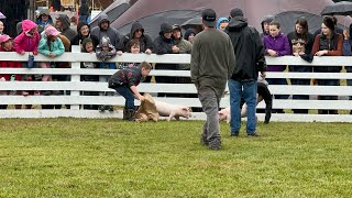 Deerfield Fair Pig Scramble Winner 2024 [upl. by Giverin]