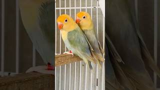 MASHALLAH fantastic Lovebird pair birds ytshorts parrot lovebirds trending mrsohailpets [upl. by Ayel]