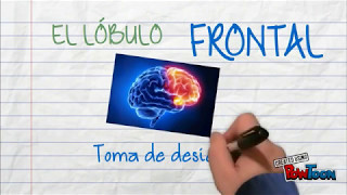 Funciones del lóbulo frontal [upl. by Merideth]