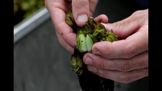 Dispersing the Giant Salvinia Weevil to Maximize Control Efforts [upl. by Orgel860]