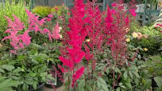 Astilbe Fanal False Spirea  Classic Hardy Easy to Grow Bright Red Flowering Perennial [upl. by Nnyliram]