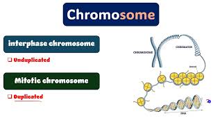 Cytogenetics revision part 1 دمحمود الحسيني [upl. by Nospmis]