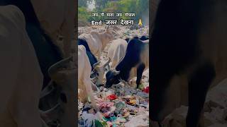 ज़रूर देखना गौ माता पॉलीथिन खा rahi है आप के और हमारे कारण😡 cow cows youtubeshorts viralshort [upl. by Yllom]