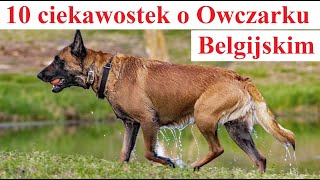 10 ciekawostek o Owczarkach Belgijskich [upl. by Nylyahs]