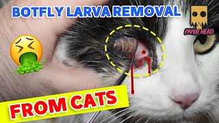 botflybotfly removal from animalsbotfly removal from kittenResue poor kittenbot flybotflies [upl. by Lienahs]