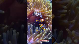 Focus on clownfish playfully darting in and out of an anemone [upl. by Lokin]