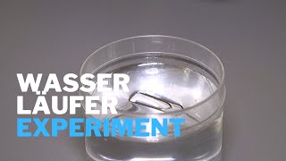 Warum können Wasserläufer auf dem Wasser laufen Experiment zum Nachmachen [upl. by Carmon]